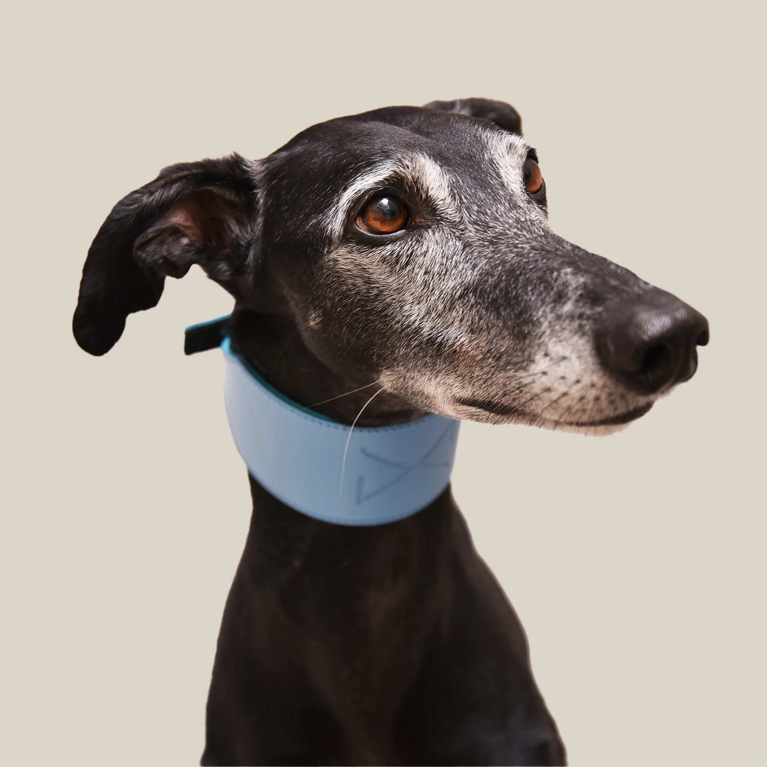 Collar para Galgos de Piel Celeste - Image 5
