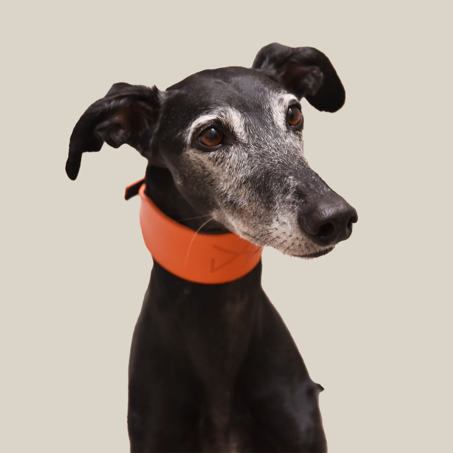 Collar para Galgos de Piel Naranja - Image 6